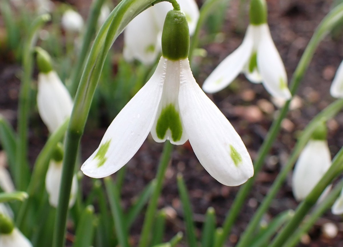 bikeitderek's tweet photo. So enjoyed the beautiful Snowdrop collection @AngleseyAbbeyNT The tour was both highly enjoyable and informative https://t.co/IQoOaWzW7A