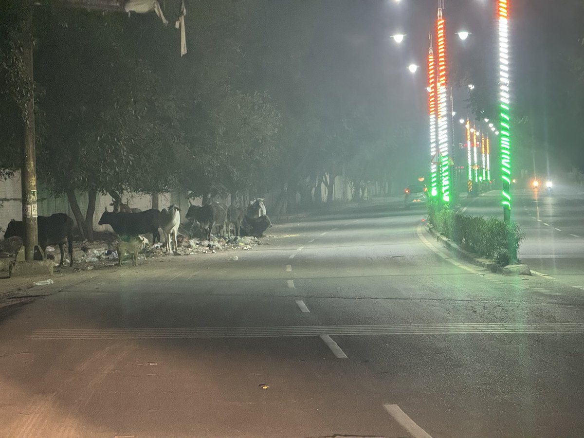 deepakpatil's tweet photo. Another road safety hazard/ nuisance: Animals wandering on main carriage way https://t.co/P9praL5a69
