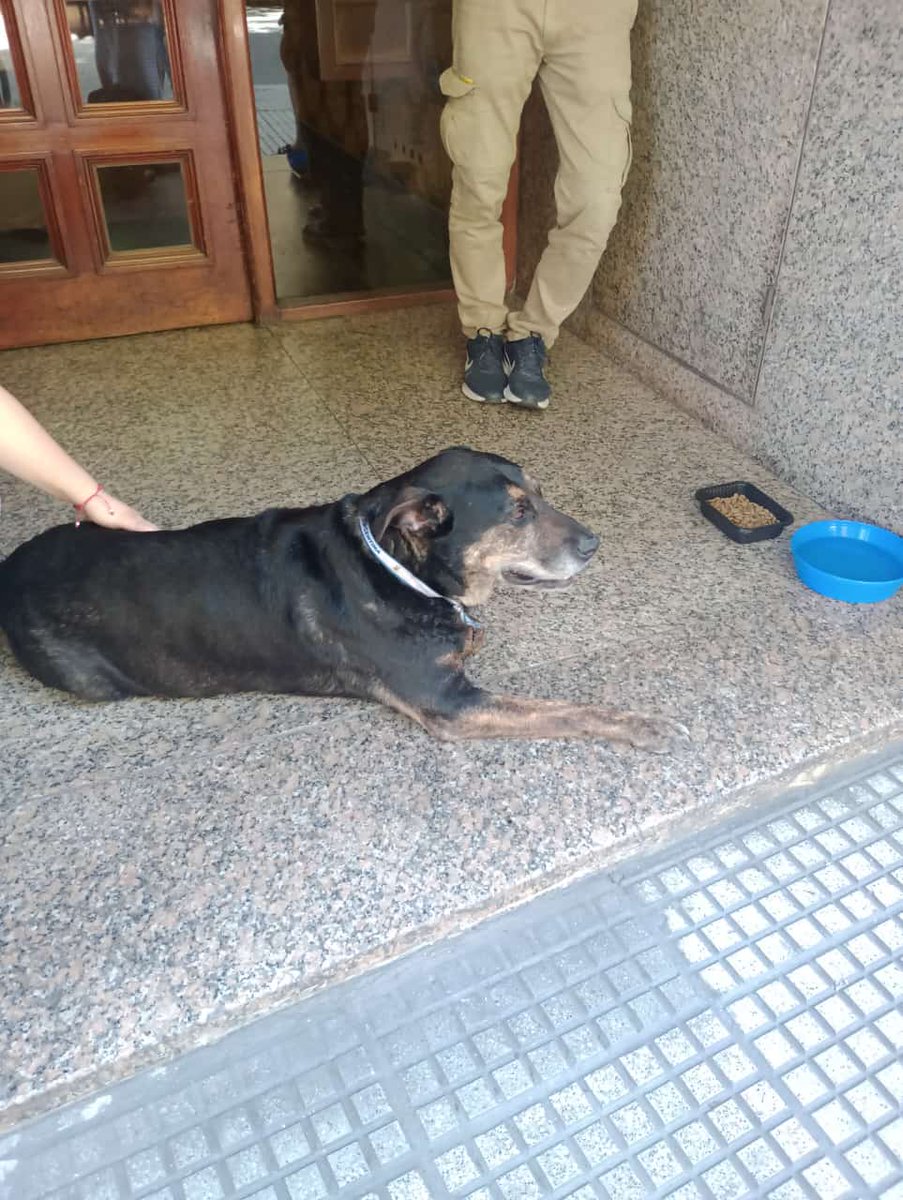 🚨🙏🚨RETENIDO en Riobamba 775 CABA. LLORA, tiene un collar que dice Argentina. Compartan por favor. HOY 30/1 hora 12,30