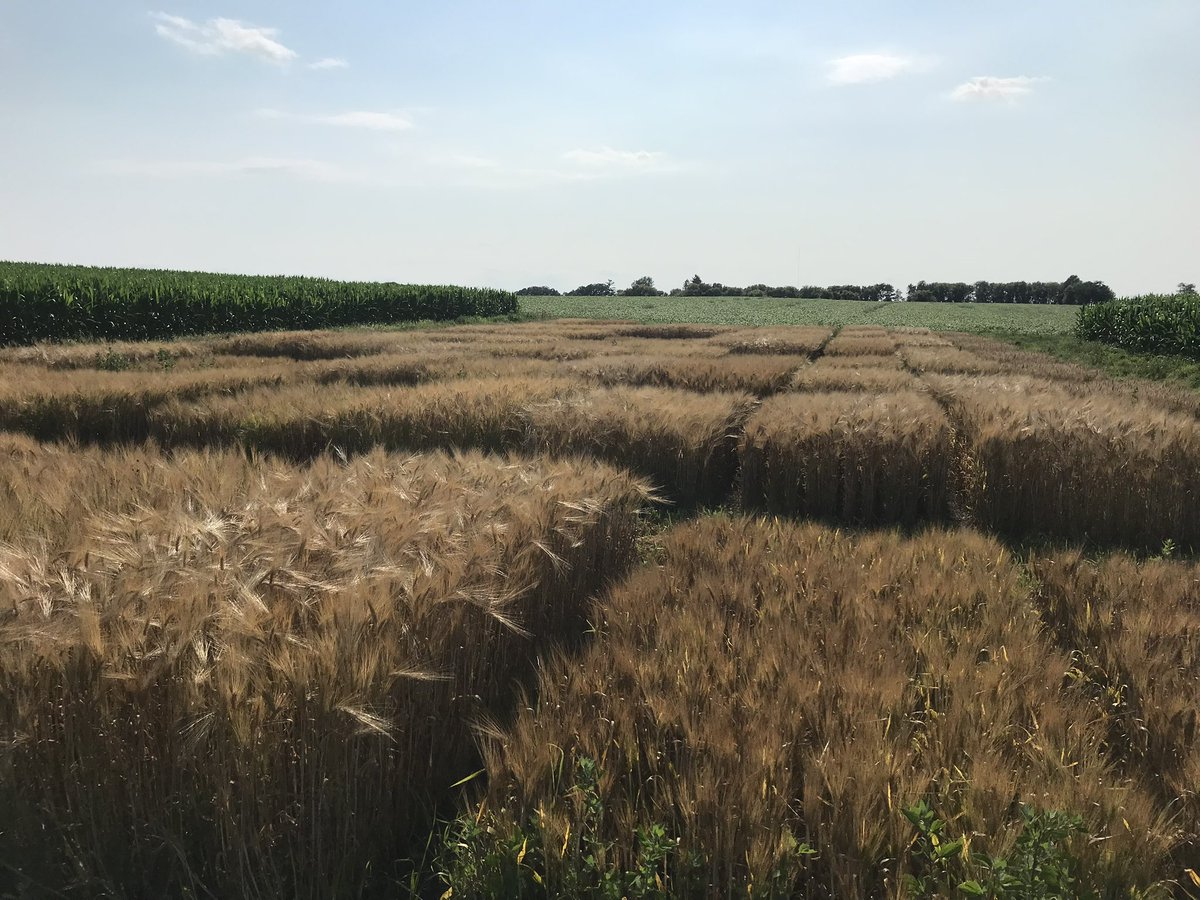 Ryan Miller (@rpmcrops) on Twitter photo <a href="/UMNExt/">U of MN Extension</a> Fusarium head blight in oats? blog-crop-news.extension.umn.edu/2025/01/fusari…
Upcoming small grains opportunities: blog-crop-news.extension.umn.edu/2025/01/save-d… <a href="/UMNExt/">U of MN Extension</a> Fusarium head blight in oats? blog-crop-news.extension.umn.edu/2025/01/fusari…
Upcoming small grains opportunities: blog-crop-news.extension.umn.edu/2025/01/save-d…