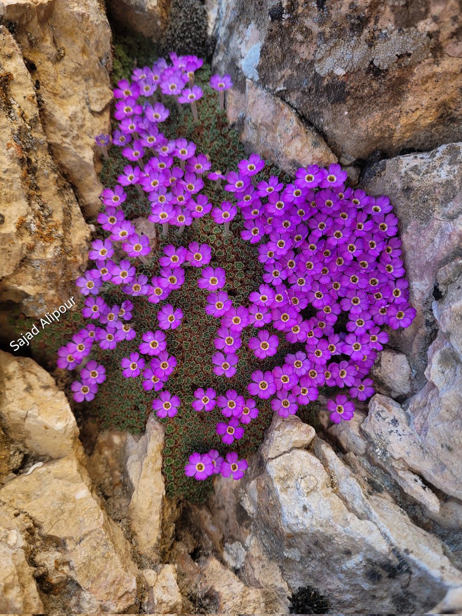 SajadAlipour98's tweet image. Dionysia janthina 
Primulaceae 
Yazd, Iran
April  2200m
#primulacea #botany #ecology