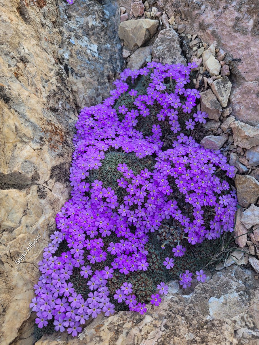 SajadAlipour98's tweet image. Dionysia janthina 
Primulaceae 
Yazd, Iran
April  2200m
#primulacea #botany #ecology
