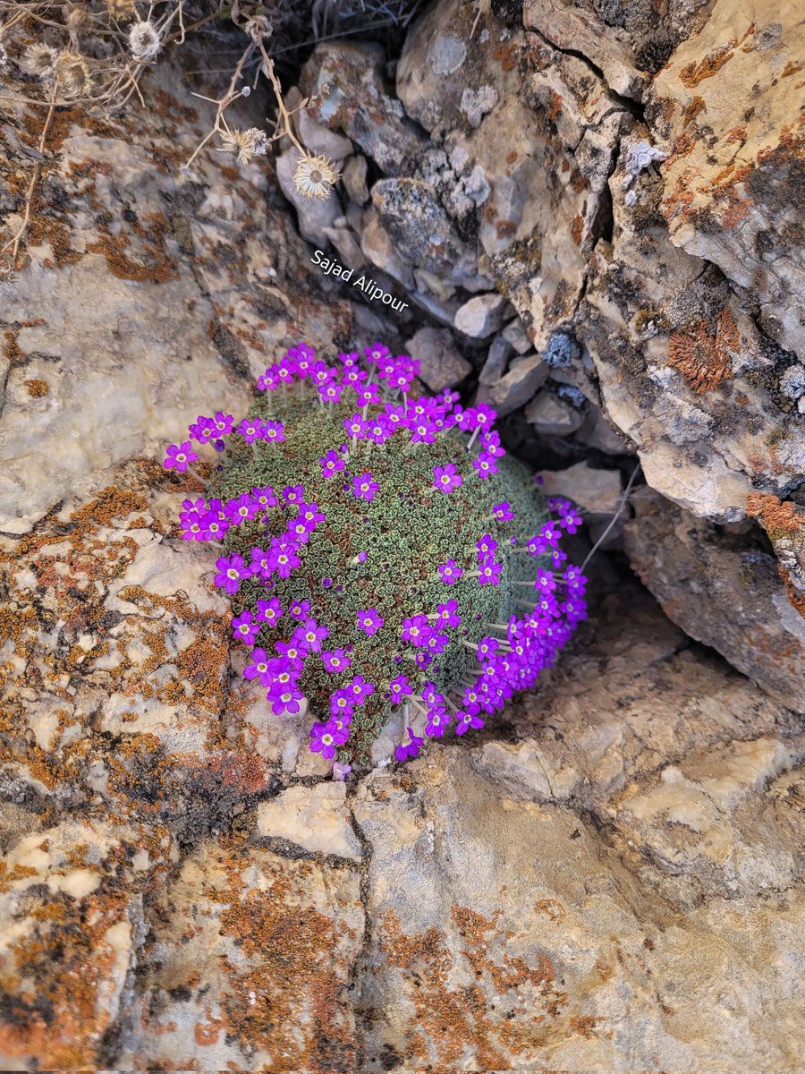 SajadAlipour98's tweet image. Dionysia janthina 
Primulaceae 
Yazd, Iran
April  2200m
#primulacea #botany #ecology