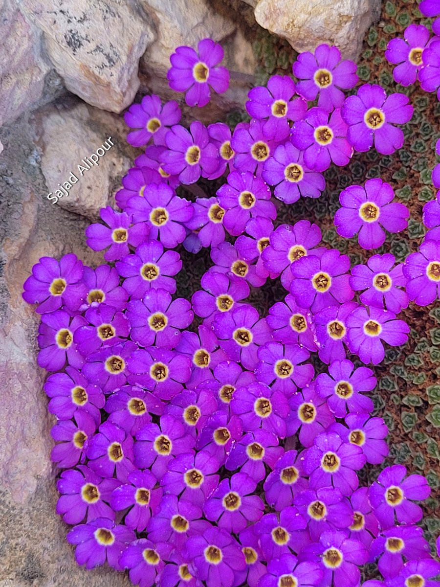 SajadAlipour98's tweet image. Dionysia janthina 
Primulaceae 
Yazd, Iran
April  2200m
#primulacea #botany #ecology