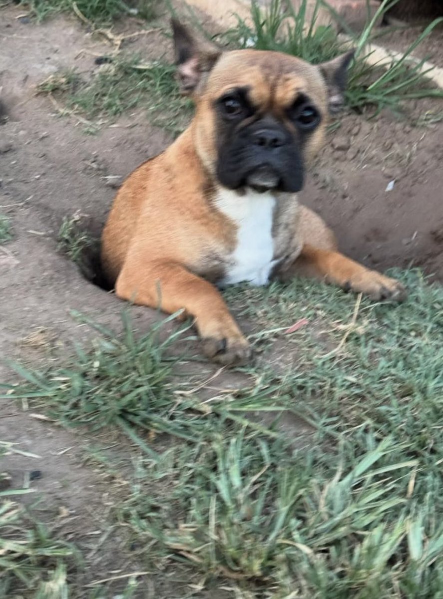la perra de mi amiga se aburre y hace pozos de su tamaño para meterse y vigilar la casa cual suricata
