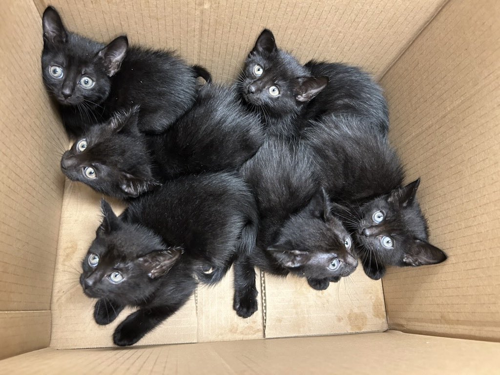 FBCASTX's tweet image. Thank you to @Friends4Lifeorg Friends For Life Animal Shelter for driving through the rain to pick up this litter of adorable kittens from us! #rescued