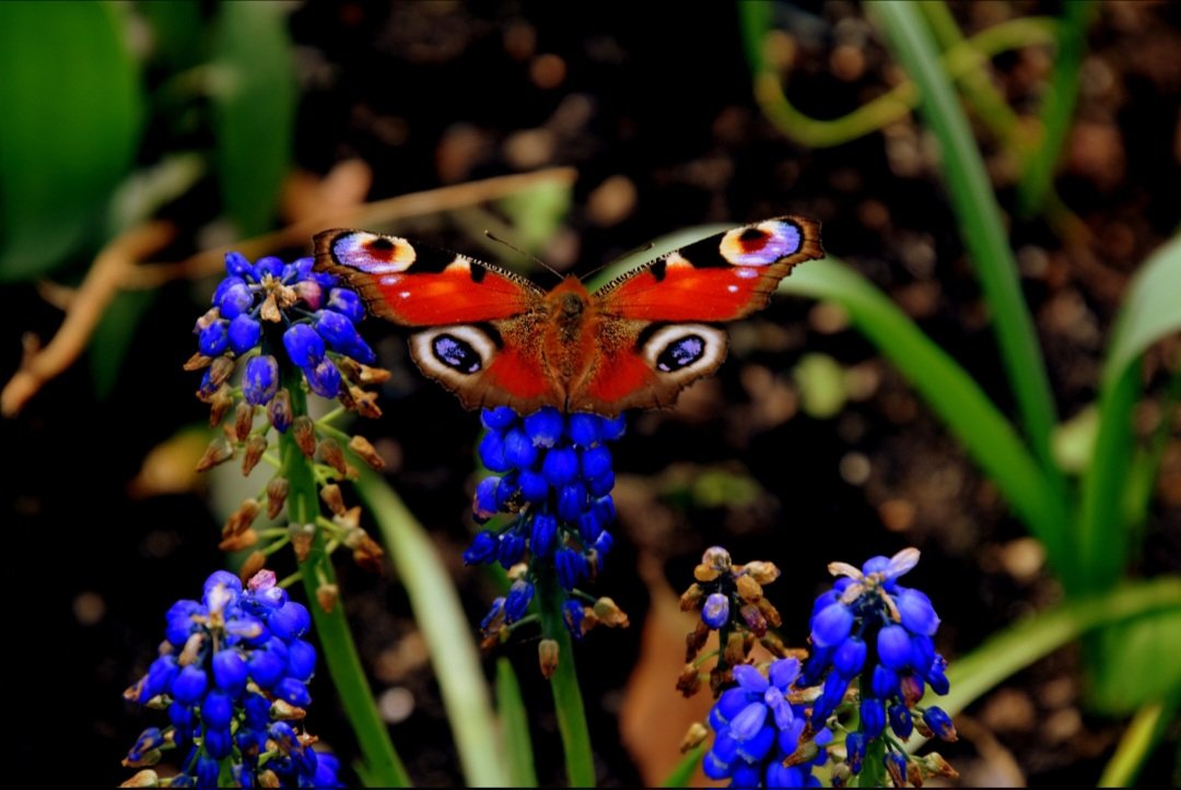 28MaaikeVogel09's tweet image. #goedeavond 
Vandaag #30januari is #dag30 van de #vlindermaand initiatief van @ErikDePay 
Vandaag staat in het teken van de #Dagpauwoog 
Een vlinder die ik elk jaar wel zie, het ene jaar wel meer als het andere jaar.
#fijnedonderdag avond en #genietervan