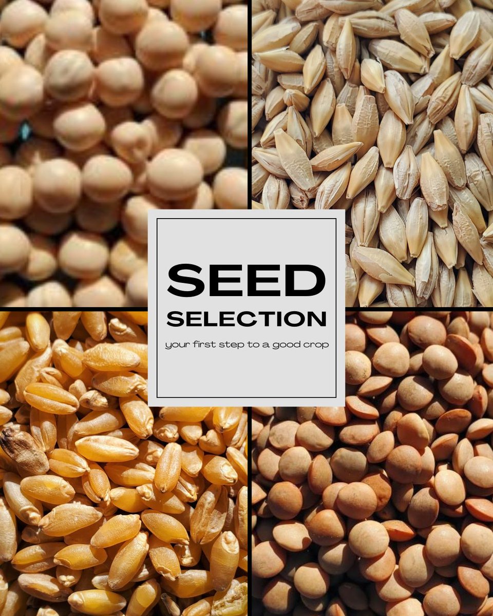 Seed selection is vital to the start of a good crop. By using certified seed, you are ensuring high-quality, trusted genetics and high germination rates.

Call Penwest Seeds today to learn about what seed would work best for you! 📞403.443.2577 

#albertaag #farming #agriculture