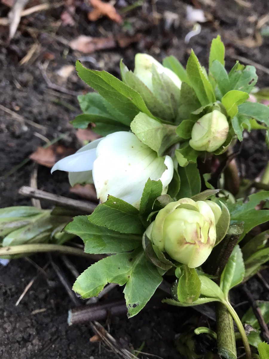 PygmyCreative's tweet image. Hello Hellebore! Once the old leaves are removed the flowers are much more visible &amp;amp; the danger of leaf spot is reduced