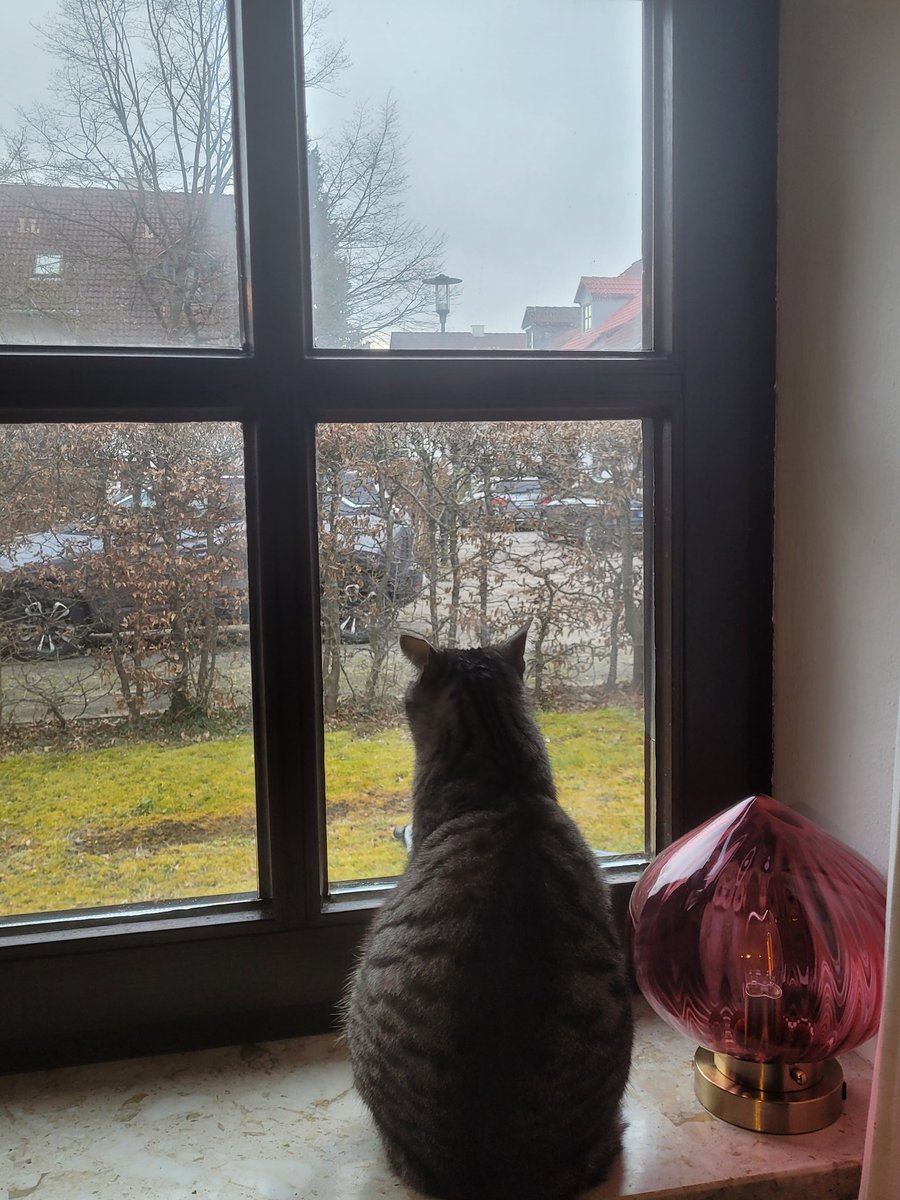 Dear <a href="/Hedgewatchers/">Hedgewatch</a> HQ we want to report, that we still do our daily #Hedgewatch although it is foggy and wet 😾 Me,Findus, thinking about which route to take, Frieda supporting me with an indoor shift. Paw waves #FTeam 🐾🐾