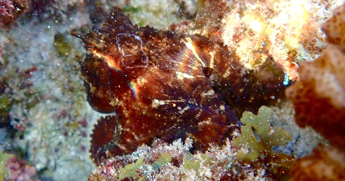 HanaumaOutreach's tweet photo. "INVERT THURSDAYS" (1.30.25)
#DayOctopuses (#heʻemauli) kill their prey by injecting venom from their salivary glands, then cracking the shell with their beak.
#InvertThursdays #HawaiiSeaGrant #SOEST #HBEP #HanaumaBayEducationProgram #MLCD #marinelifeconservation https://t.co/sW66Xm8PPe