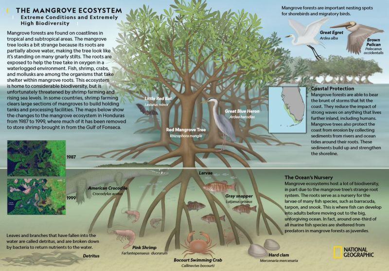 Mangrove forests are critical habitats that act as nurseries and protect coasts from erosion. 

They are mainly found on coastlines in tropical and subtropical areas, and are heavily threatened ecosystems. 🦀 🐚 

Learn more with this infographic by <a href="/NatGeo/">National Geographic</a>!
