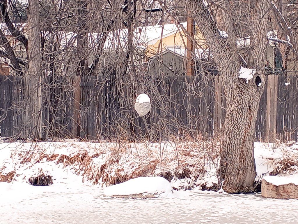 RED120787's tweet image. So cool! 😎 
Guess they needed an attic.  😂
#wasps 🐝