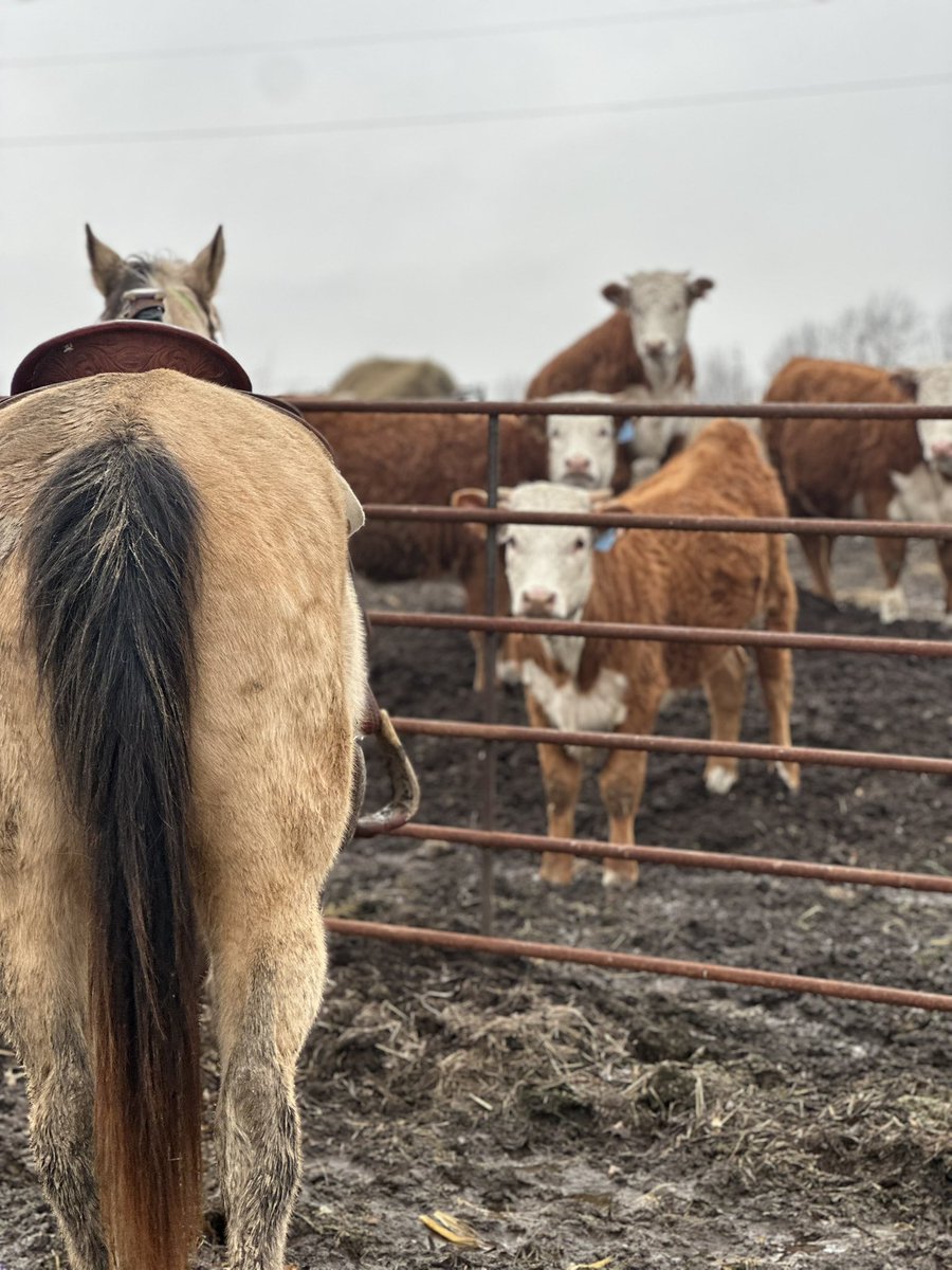 MoYield's tweet image. Never a bad day when these are the views-