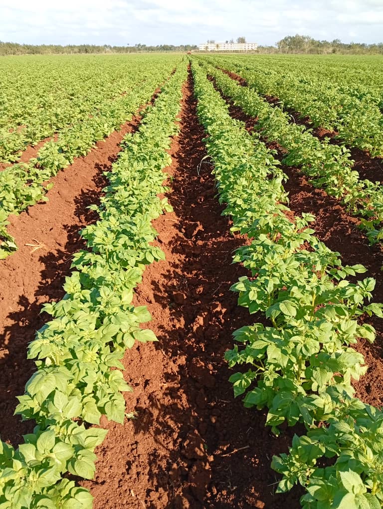 Para #Mayabeque la producción de papa y otros cultivos es de máxima prioridad, el 2025 tiene que ser un mejor año.
#JuntosPorMayabeque