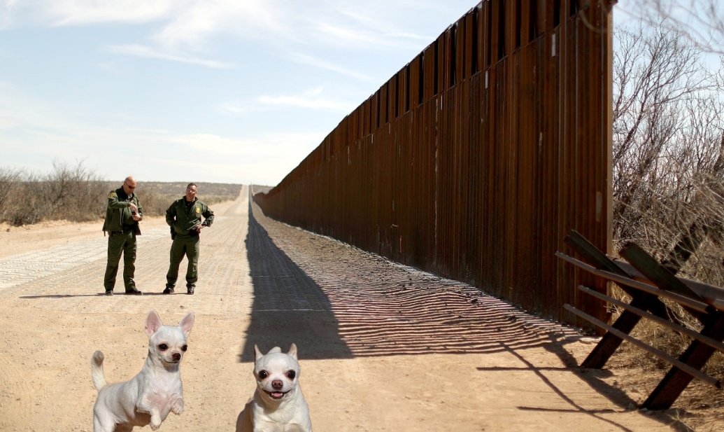 Hemos iniciado la deportación de chihuahuas. MAKE DOGS GREAT AGAIN!