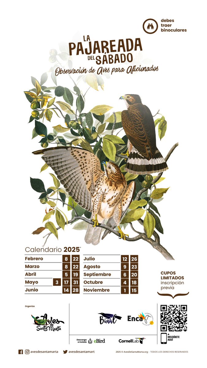 avesdesantamart's tweet photo. Abrimos nuestro calendario de actividades 2025 con #LaPajareadaDelSábado un ciclo de jornadas de observación de aves para principiantes. Una oportunidad única para conocer las aves de #SantaMarta Inscríbete en: https://t.co/wwOvMXFaID https://t.co/n0YJEhlVat