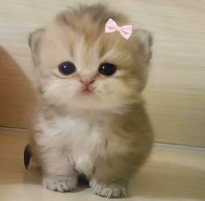 Makiko 🪁 tweet media