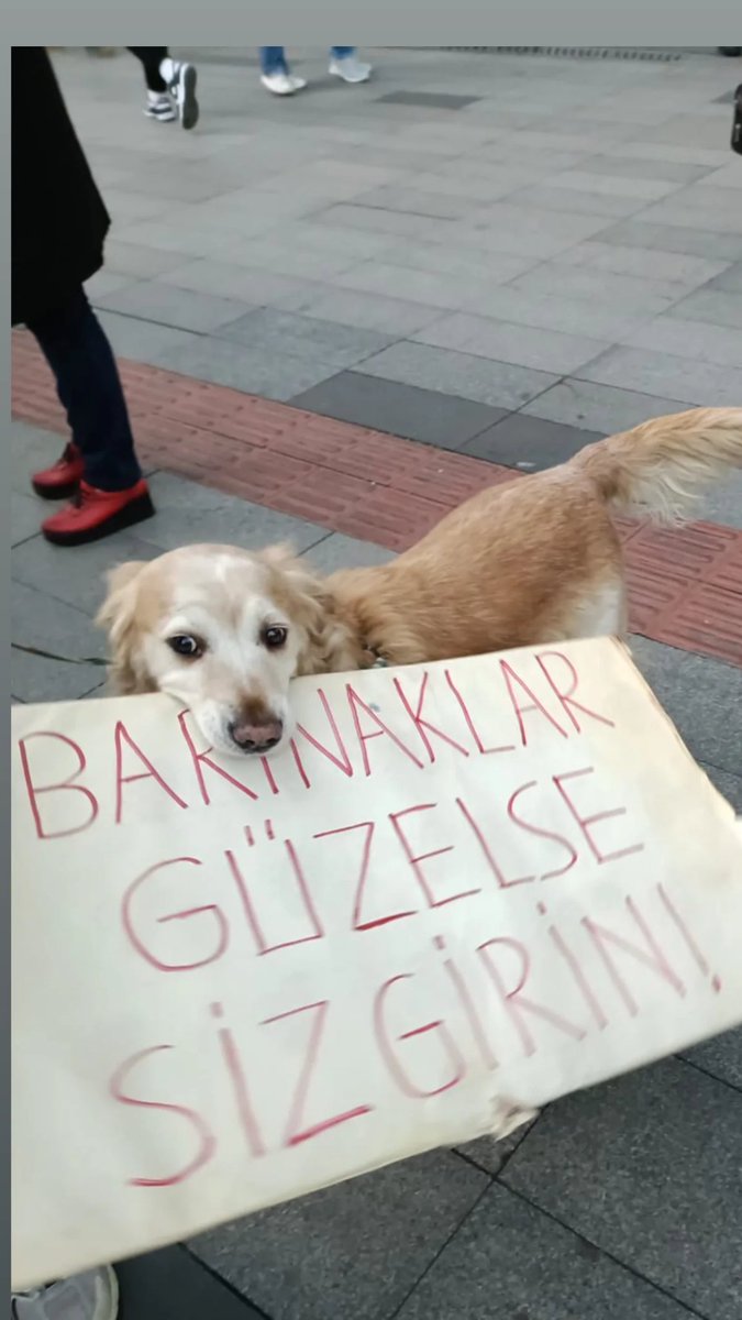 dilekTS6161's tweet photo. @Aslican_33 
@SibelKilic888 
Susma haykır katliama hayır!
#SokakHayvanlarıSahipsizDeğil 
#AymYasayıİptalEt 
#sokaktayımyanındayım 
#köpek 
#trabzon 
#KARADENİZ https://t.co/qBmQIfpGqS