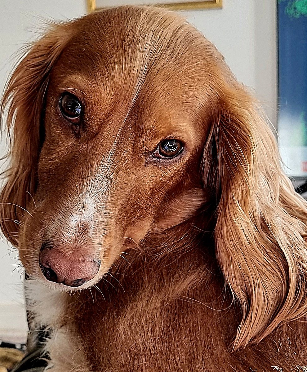 BillyCockerSpan's tweet image. How you doin'?