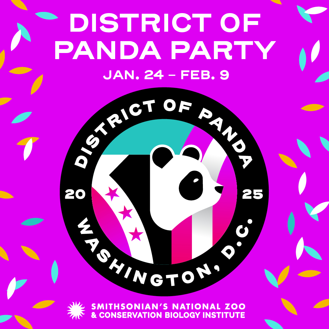 Celebrate giant pandas Bao Li and Qing Bao and their public debut with special programs and musical performances this Saturday, Feb. 1.  

Check out the Zoo’s website for details. Make sure to reserve your free entry pass. s.si.edu/4hEN8L3

The day's schedule of events