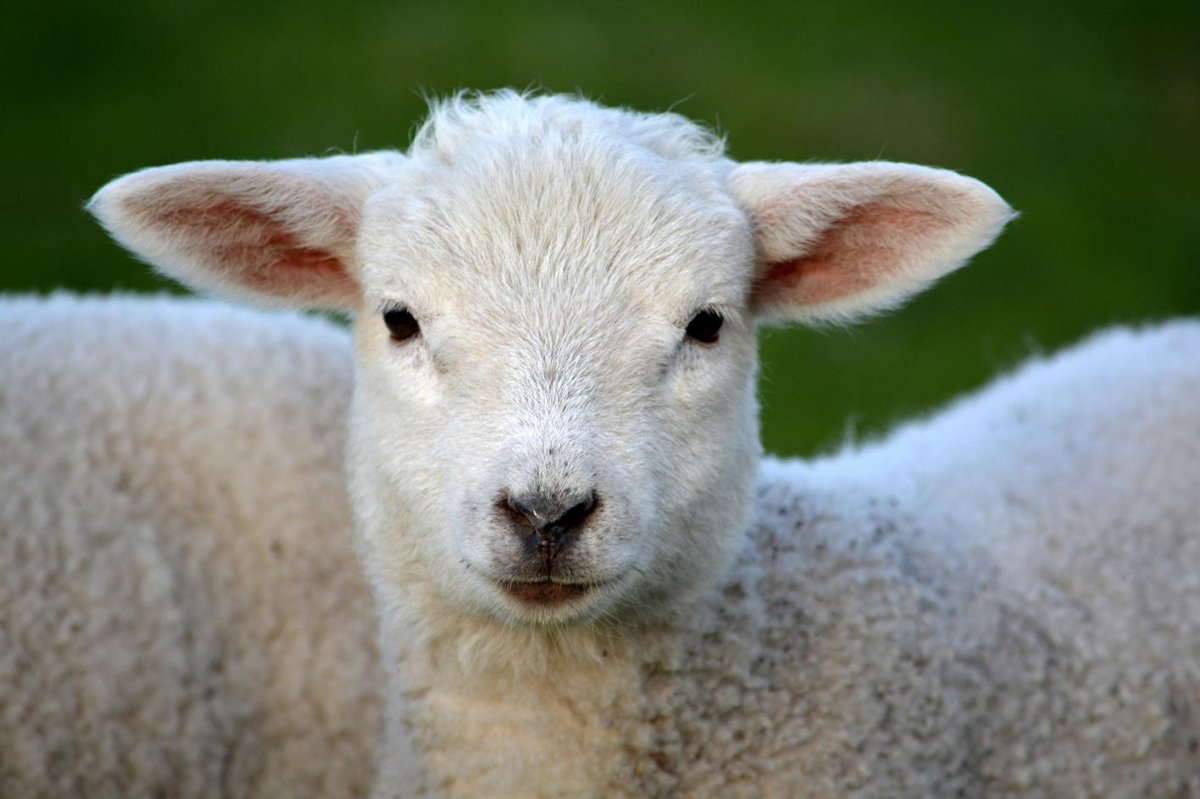 🐑💡 Controlar todo el proceso, desde el nacimiento hasta la venta, es la clave para hacer rentable la ganadería ovina. Sergio Lázaro lo demuestra en Burgos. 

Conoce su historia y estrategia aquí 👇
🔗 emprenderural.es/ganaderia-ovin… 

#Ganadería #EmprendimientoRural #Burgos