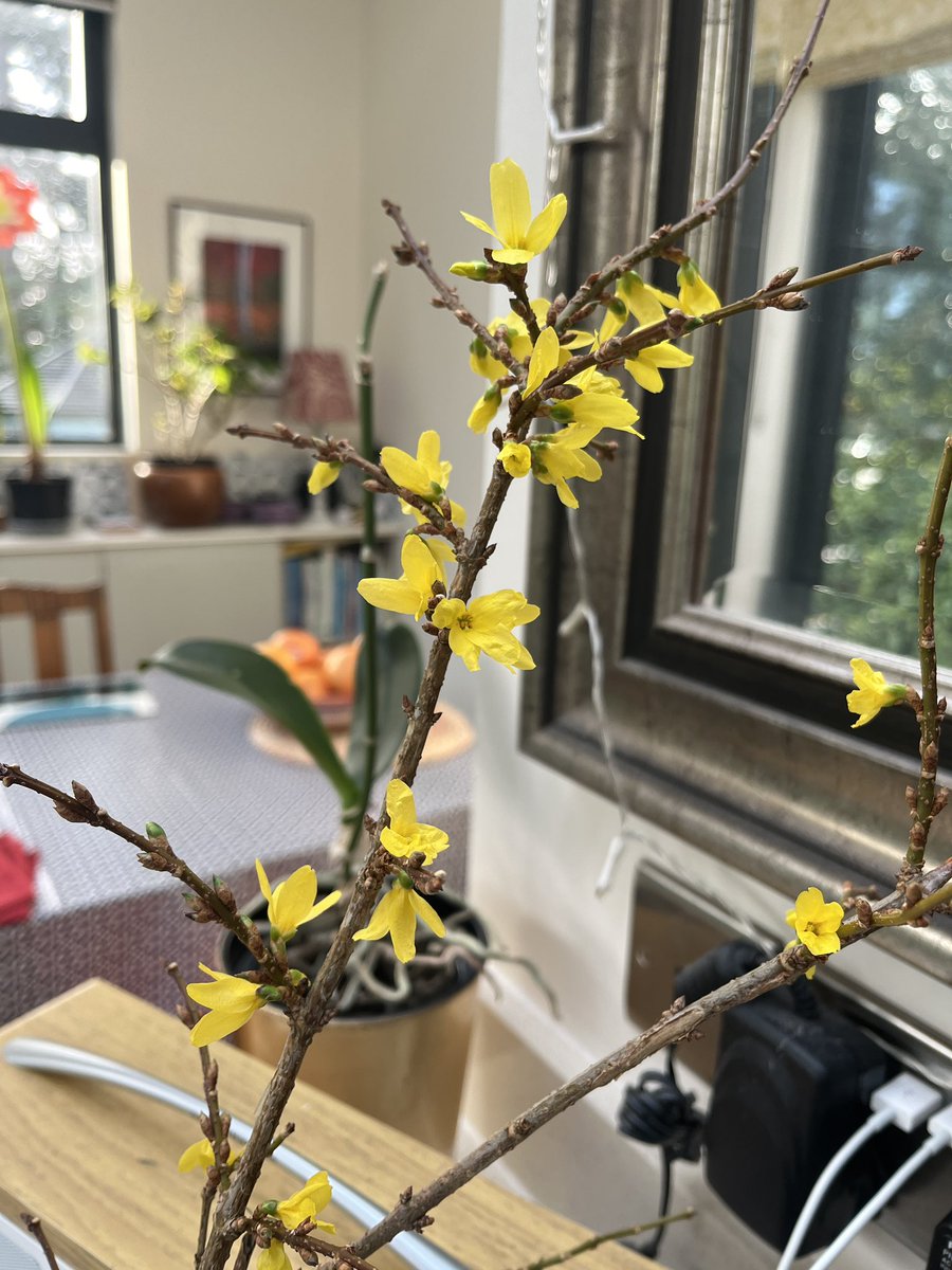 Bringing a little of the outdoors in.

Some #Forsythia that I cut on #NewYearsDay and put in water, now brightening our kitchen.

#Flowers #Gardening #FlowerHunting