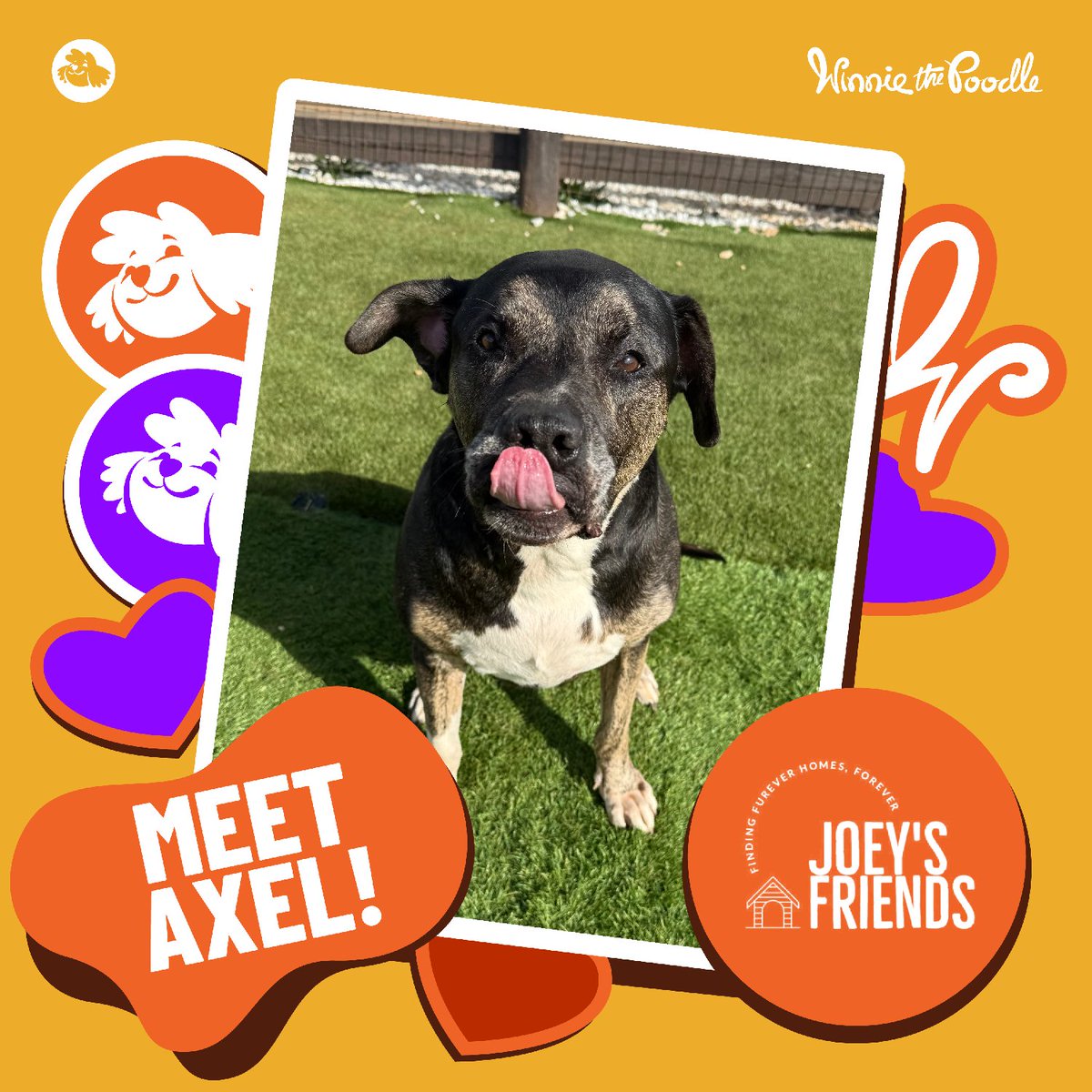 🐾 Axel’s journey hasn’t been easy. Surrendered suddenly to a vet, this gentle “old man dog” now waits for a furever home where he can enjoy his golden years. Could you be the one? 🏡 #Winnieverse #WinnieCares