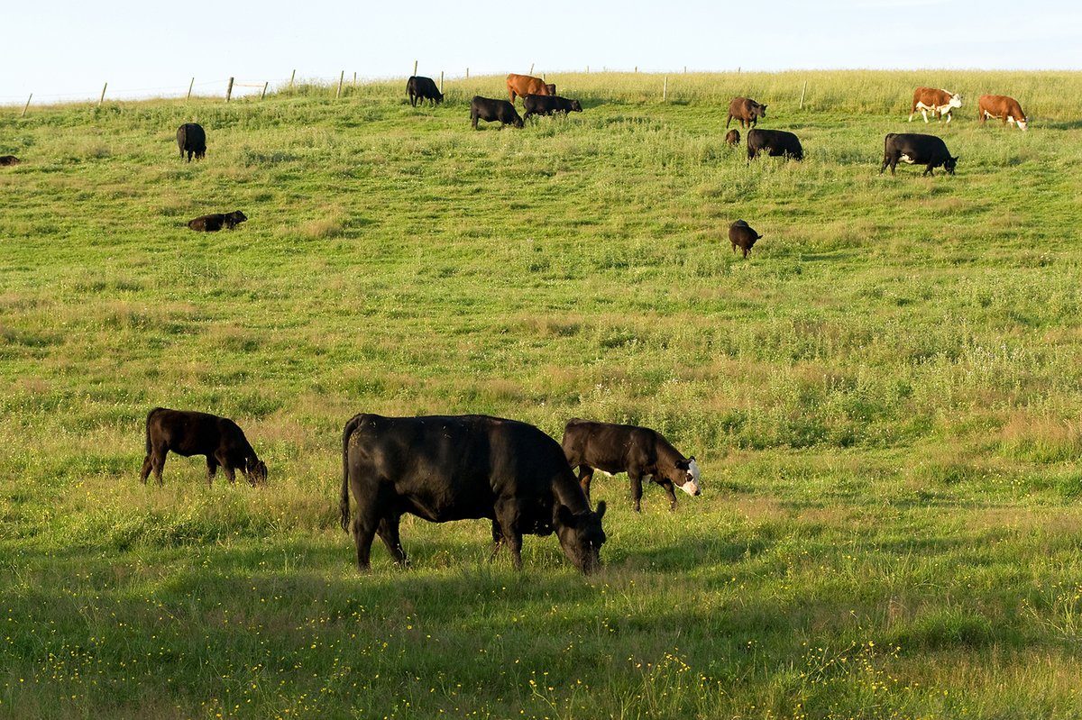 PEI Agriculture (@aginfopei) on Twitter photo The Grow the Herd Pilot Program includes two funding streams to support Island farms
1. Heifer or Cow Retention/Purchase Incentive
2. PEI Certified Beef Brand Incentive
princeedwardisland.ca/en/information…
#SustainableCdnAg <a href="/AAFC_Canada/">AAFC Canada</a> The Grow the Herd Pilot Program includes two funding streams to support Island farms
1. Heifer or Cow Retention/Purchase Incentive
2. PEI Certified Beef Brand Incentive
princeedwardisland.ca/en/information…
#SustainableCdnAg <a href="/AAFC_Canada/">AAFC Canada</a>