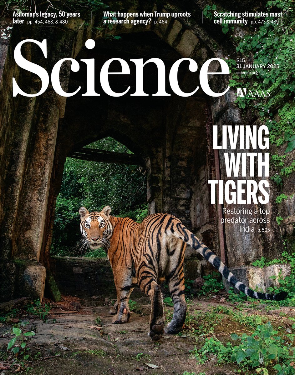 Science Magazine (@sciencemagazine) on Twitter photo This tigress has reclaimed the ancient fort within Bandhavgarh Tiger Reserve and made it her home. 
Protection, prey, peace, and prosperity have been key factors in the tiger recovery within India, according to a new Science study. Learn more in this week's issue: This tigress has reclaimed the ancient fort within Bandhavgarh Tiger Reserve and made it her home. 
Protection, prey, peace, and prosperity have been key factors in the tiger recovery within India, according to a new Science study. Learn more in this week's issue: