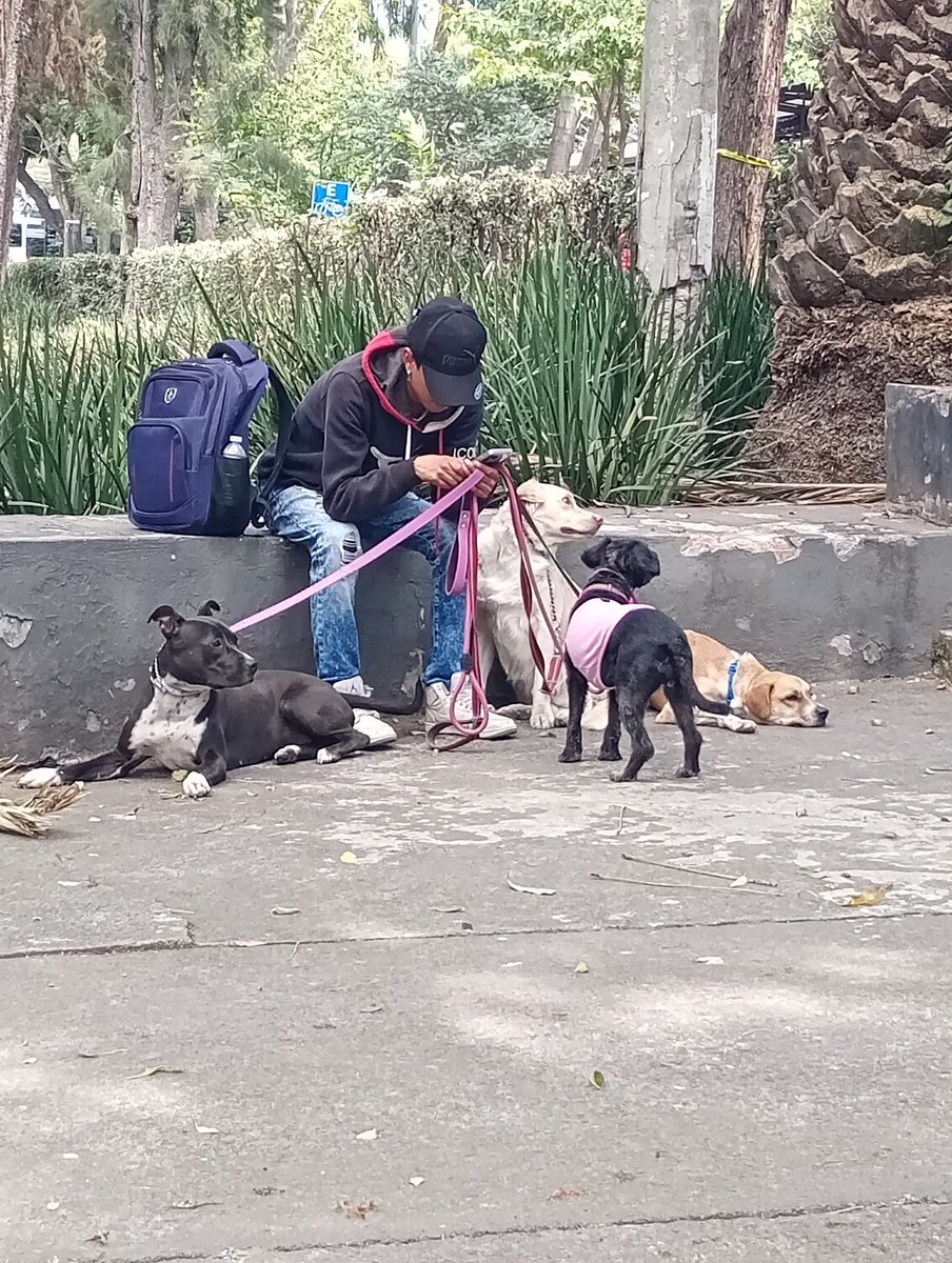 jesuany26's tweet photo. @En_laDelValle quien le de a pasear sus perros a esta persona cuidado , les pega aquí en el parque hundido https://t.co/pQqkkezeXk