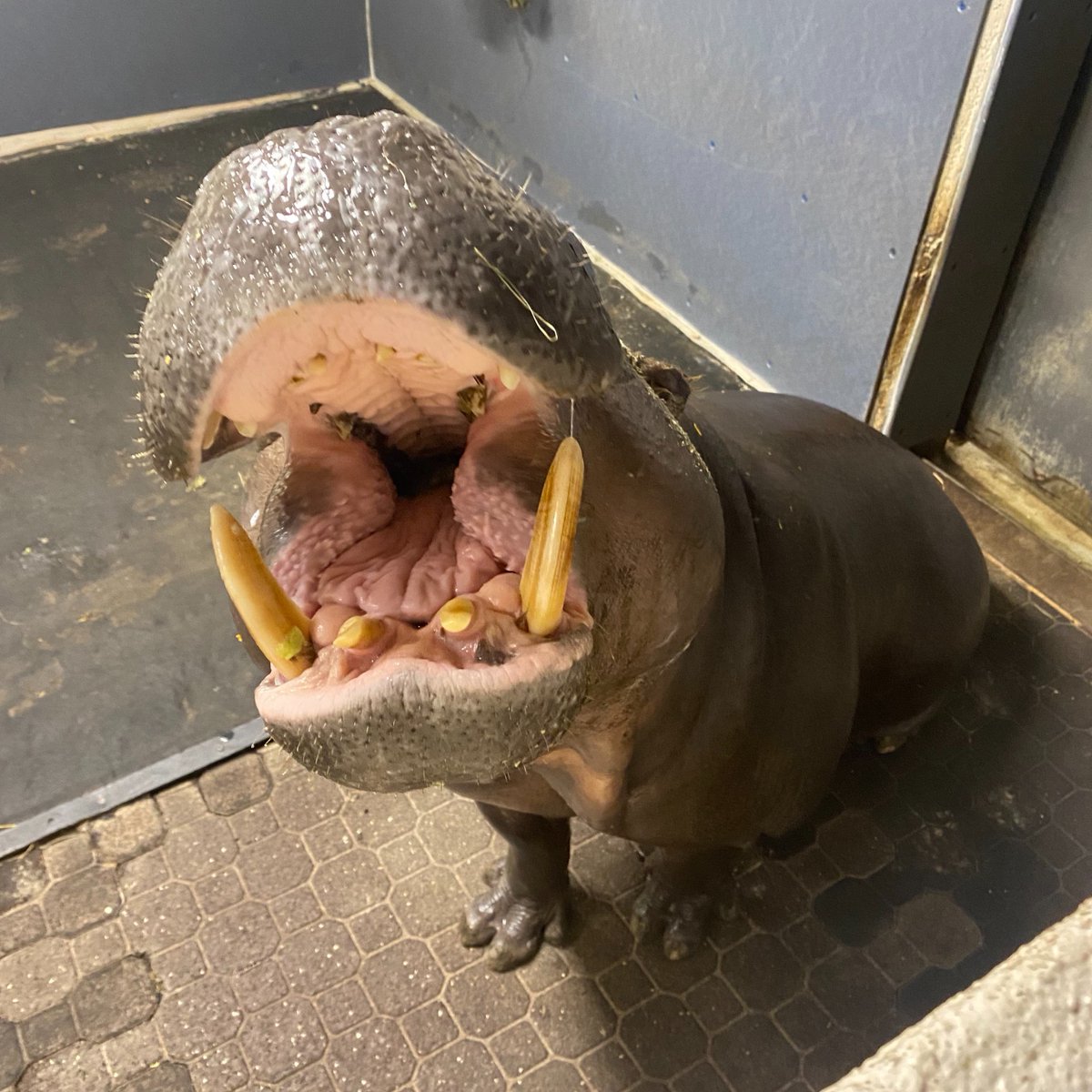 🦛🚨 Pygmy Birthday PSA 🦛🚨

Join us in wishing Kindia, the endangered Pygmy hippo a Happy 19th Birthday 🎈 Hoping your day is filled with plenty of treats, naps and time spent in your pool 💤🌊

Learn more about the plight of her species in the wild ⬇️
bit.ly/4hD3Yde