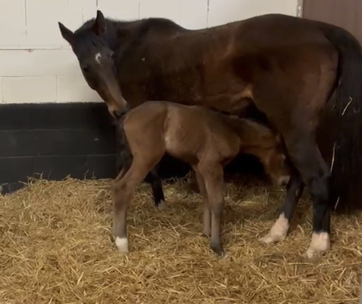 James & Jean Potter Ltd (@jandjpotterltd) on Twitter photo The first James and Jean Potter Ltd foal of the season has safely arrived!
A beautiful filly by <a href="/YortonFarm/">Yorton Farm Stud</a> #Gentlewave out of Mount Ida, a six time winner (Listed & Grade 3) including <a href="/CheltenhamRaces/">CheltenhamRacecourse</a> Festival! 🥰 The first James and Jean Potter Ltd foal of the season has safely arrived!
A beautiful filly by <a href="/YortonFarm/">Yorton Farm Stud</a> #Gentlewave out of Mount Ida, a six time winner (Listed & Grade 3) including <a href="/CheltenhamRaces/">CheltenhamRacecourse</a> Festival! 🥰