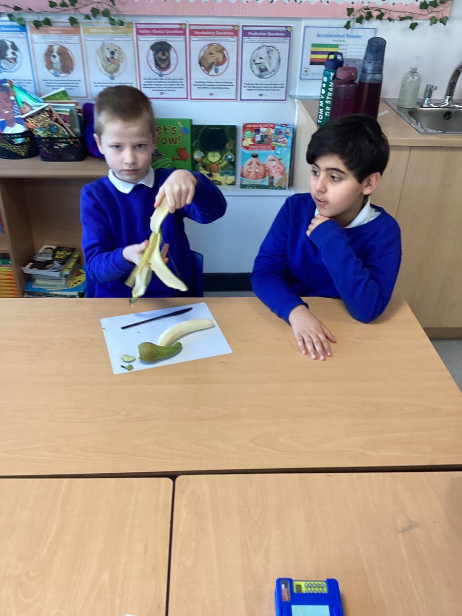 orchardsac's tweet image. #year3 chopping and peeling fruit for #designtechnology! Well done! 💚
@kapowprimary @greenheartLP
#learning #education #globalfoodcitizens
🍇 🍋🟩 🍌 🍐