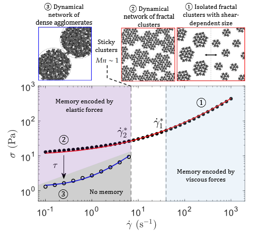 Beautiful work led by Julien Bauland posted on arXiv combining #rheometry with #EIS, #velocimetry &amp; #USAXS experiments to study the anti-#thixotropic dynamics in attractive #colloidal dispersions, right before moving to @JanVermant's group! 👉arxiv.org/abs/2501.16532 #carbonblack