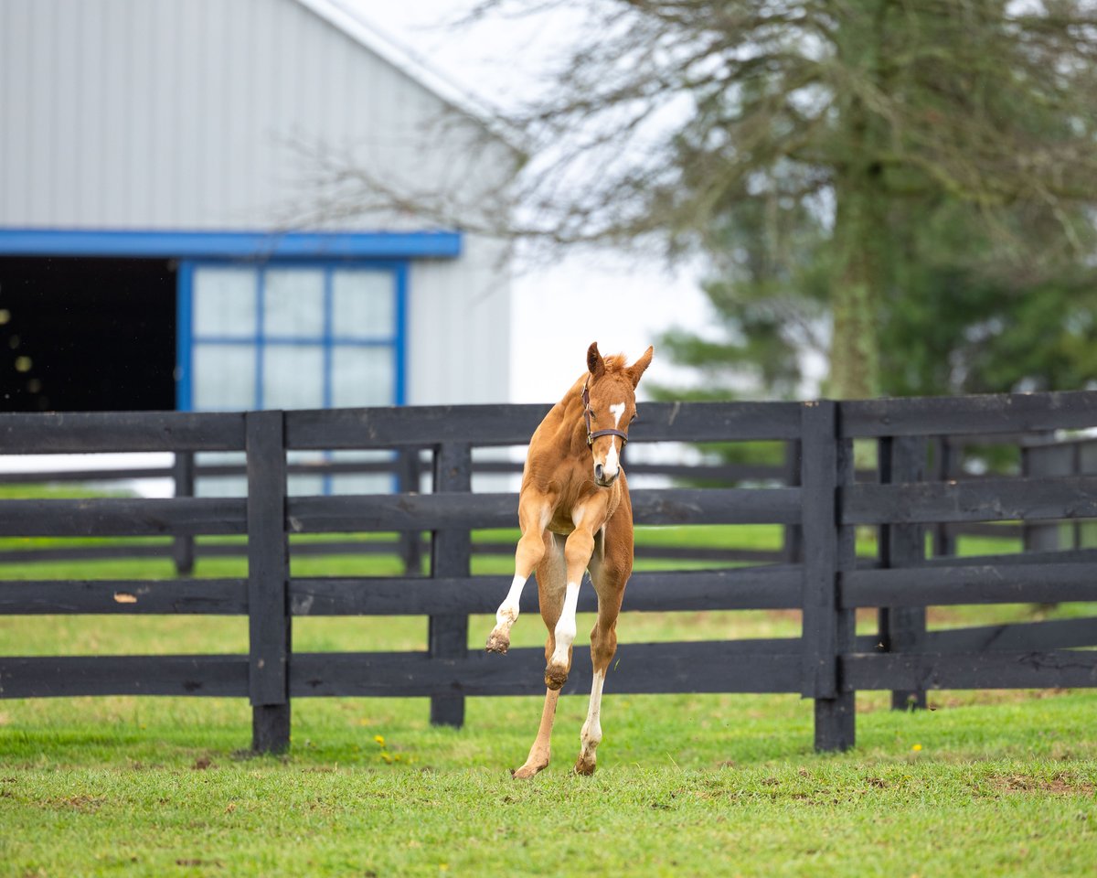 Pin Oak Stud tweet media