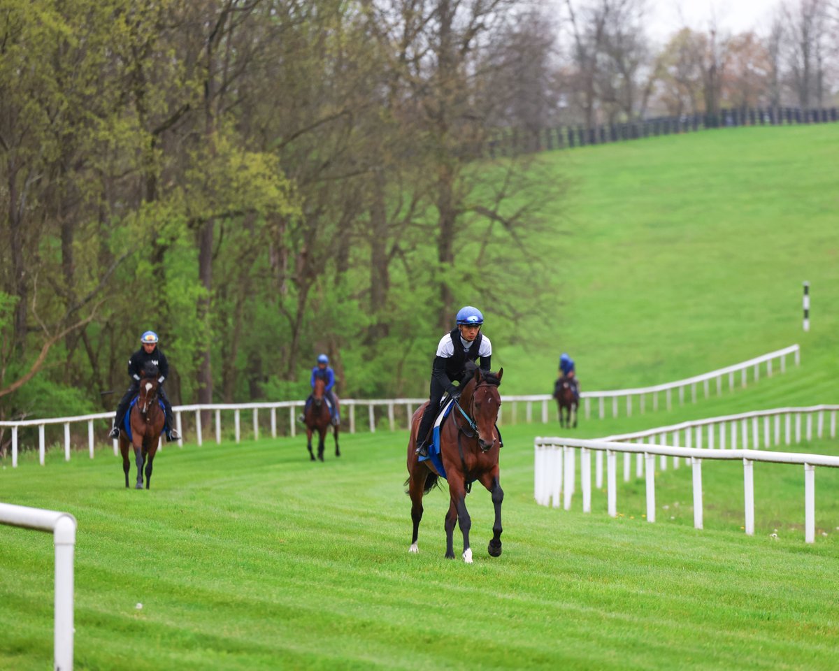 Pin Oak Stud tweet media