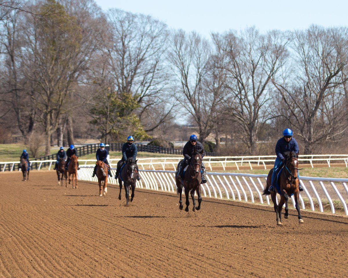 Pin Oak Stud tweet media