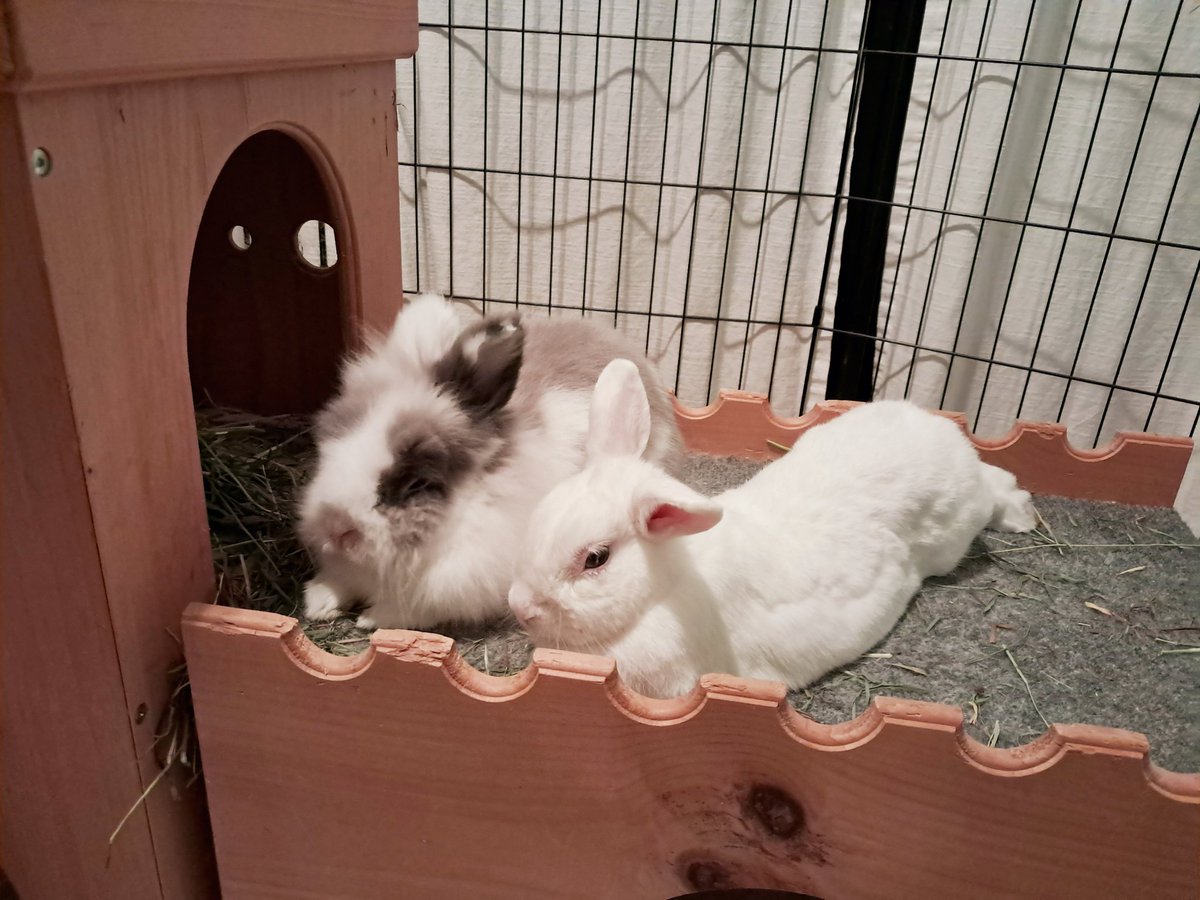 Fubini Crafts (@fubinicrafts) on Twitter photo 