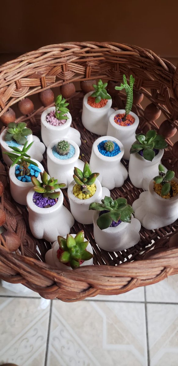 JcrosasG's tweet photo. Buenos dias, es hora de empezar con la entregas del dia de hoy de las plantitas de patita de gatito 🐾🐱🪴🌵
$50 Pesitos la patita de gatito. 🐾🐱

Y ya solo me queda una Jumbo en $ 200 pesitos 🐱🐾🪴🫶

Recuerden si no me miran mandenme mensaje y me acerco 📍📩 #gatitos #plantas https://t.co/e4AMakpoTn