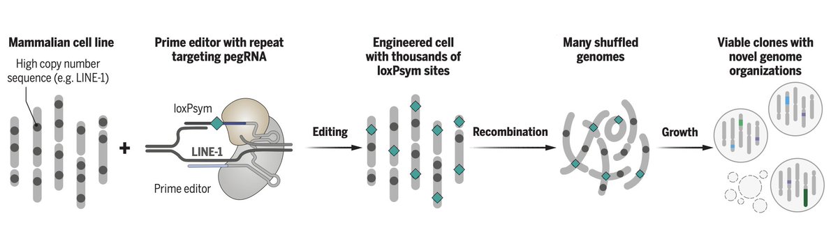 Jonas Koeppel (@jonaskoeppel) on Twitter photo I’m delighted to share our work on scrambling the human genome using prime editing, repetitive elements, and recombinases <a href="/ScienceMagazine/">Science Magazine</a>!
<a href="/ferreira_raph_/">Raphael Ferreira</a> @LeopoldParts <a href="/ProfTomEllis/">Tom Ellis</a>, <a href="/geochurch/">george church</a> @SangerInstitute
science.org/doi/10.1126/sc…
Lots of changes from the preprint. A🧵 I’m delighted to share our work on scrambling the human genome using prime editing, repetitive elements, and recombinases <a href="/ScienceMagazine/">Science Magazine</a>!
<a href="/ferreira_raph_/">Raphael Ferreira</a> @LeopoldParts <a href="/ProfTomEllis/">Tom Ellis</a>, <a href="/geochurch/">george church</a> @SangerInstitute
science.org/doi/10.1126/sc…
Lots of changes from the preprint. A🧵