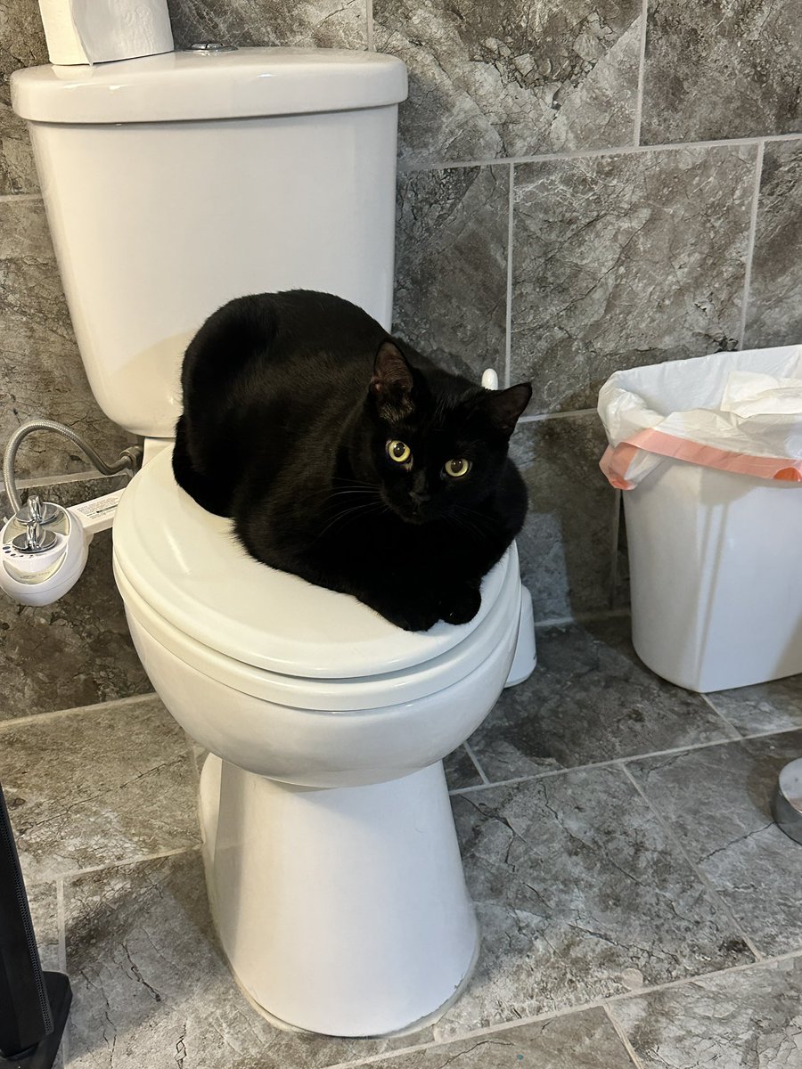 Suddenly getting followers again, but I never post here because I can’t stand the sound of Nero’s fiddle. I’m over at the good place <a href="/kristinamarie84/">Kristina V</a>.bsky.social 
Also, here’s a picture of one of my cute cats