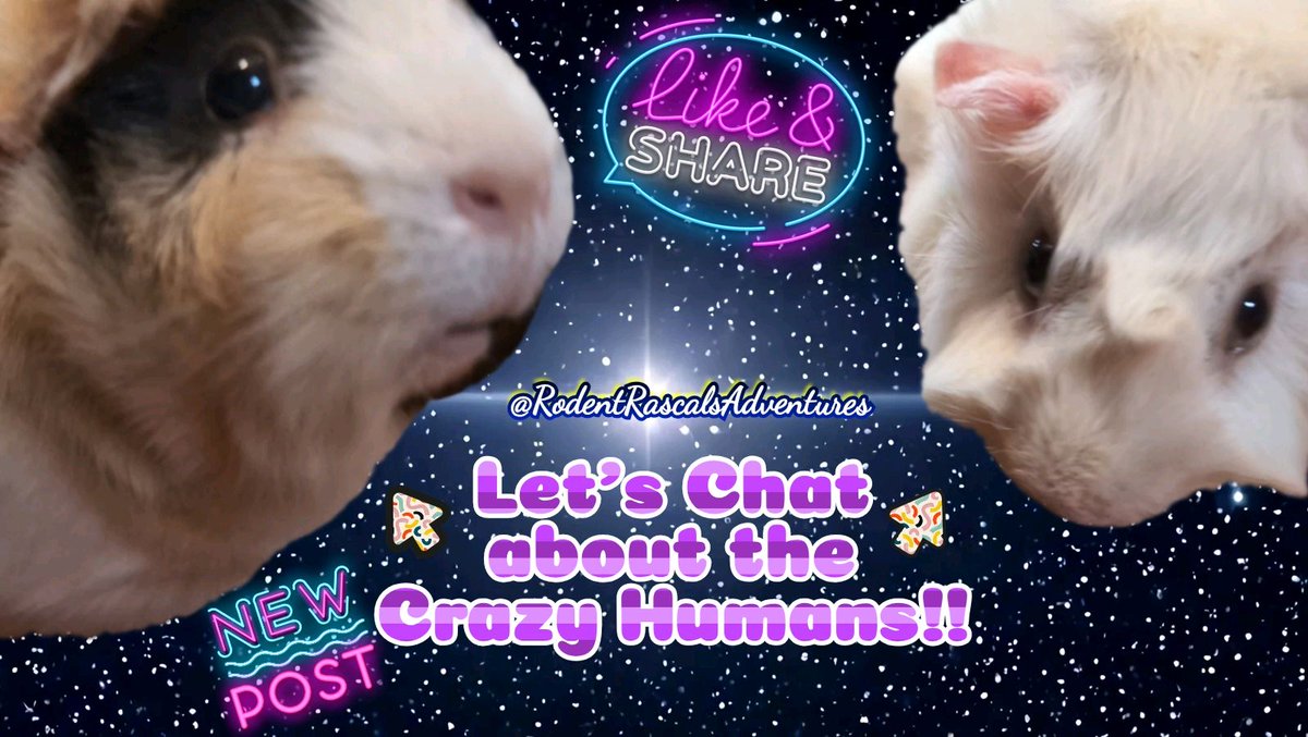 🆕️🐽📢 #NewPost NOW on our YouTube Channel!!! DON'T MISS Lenny and Pearl talking up a storm with their mouths FULL of delicious goodies!! LET'S TALK!! REAL TALK!!! #KeepingitReal
❤️🐹🐽🐀💻⬇️
❄️▶️ RodentRascalsAdventures 

#guineapigs #guineapig #photooftheday