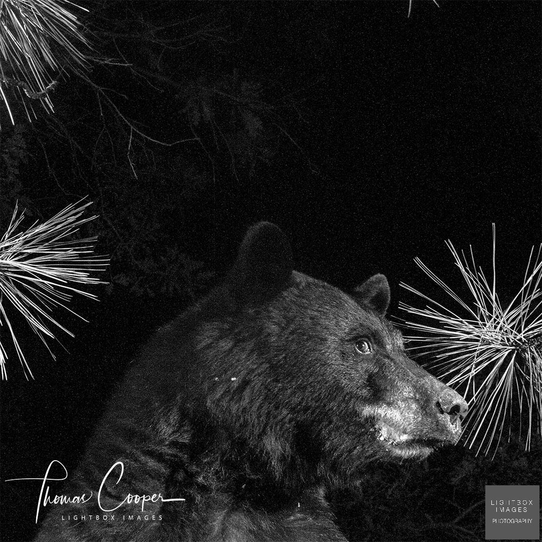 Thomas Cooper tweet media