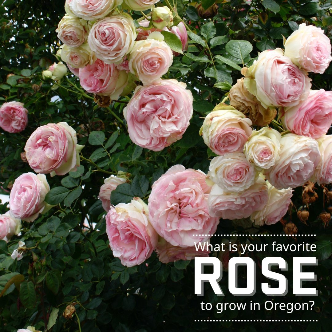 OSU Extension Washington County tweet media