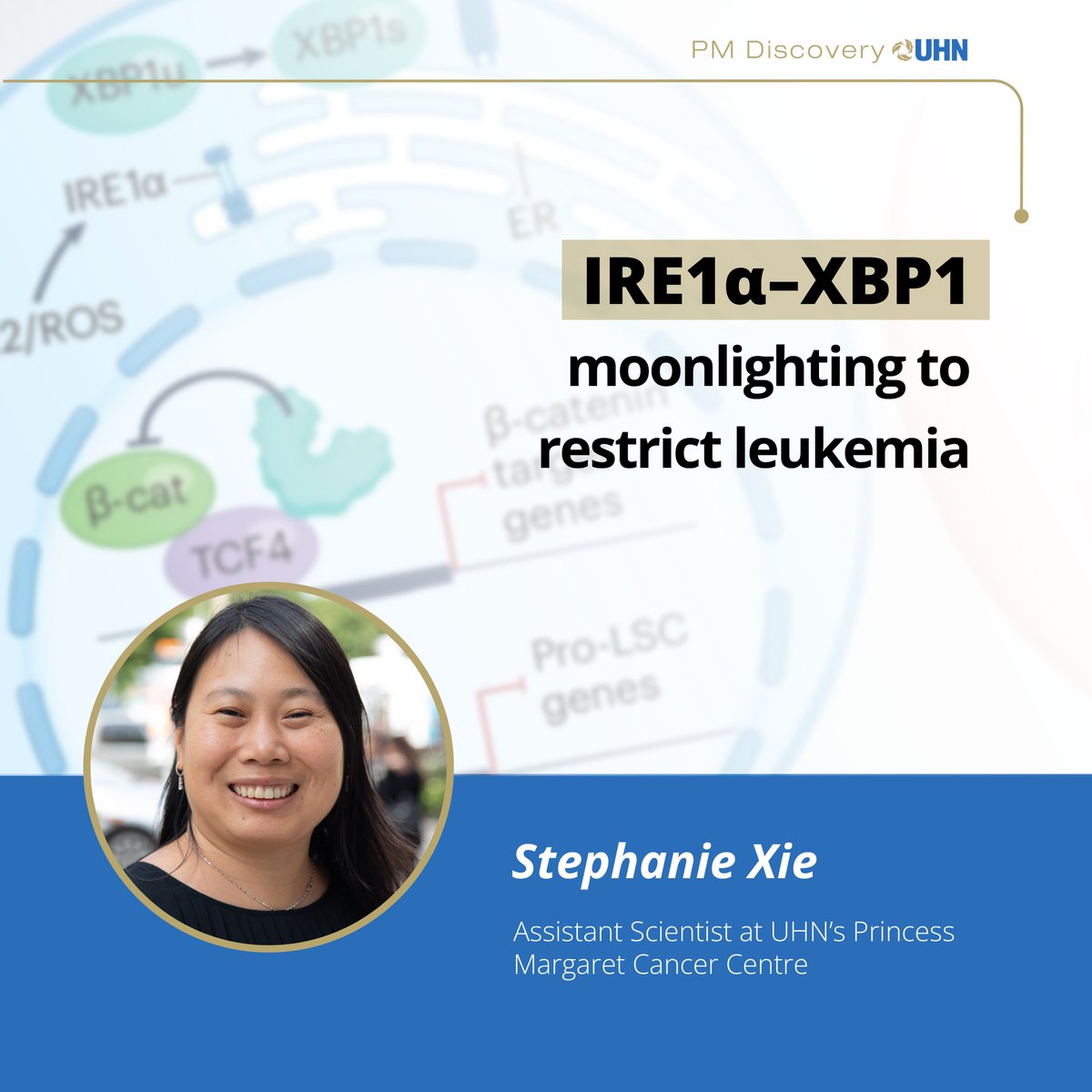 Princess Margaret Cancer Centre Research (@pmresearch_uhn) on Twitter photo Our researcher <a href="/stephxie/">Stephanie Xie</a>'s News & Views article is published in <a href="/NatImmunol/">Nature Immunology</a>🎉 It highlights work from Stanley Adoro’s team on how the IRE1α–XBP1 pathway plays a surprising role in safeguarding blood stem cells while suppressing leukemia-promoting programs:
nature.com/articles/s4159… Our researcher <a href="/stephxie/">Stephanie Xie</a>'s News & Views article is published in <a href="/NatImmunol/">Nature Immunology</a>🎉 It highlights work from Stanley Adoro’s team on how the IRE1α–XBP1 pathway plays a surprising role in safeguarding blood stem cells while suppressing leukemia-promoting programs:
nature.com/articles/s4159…