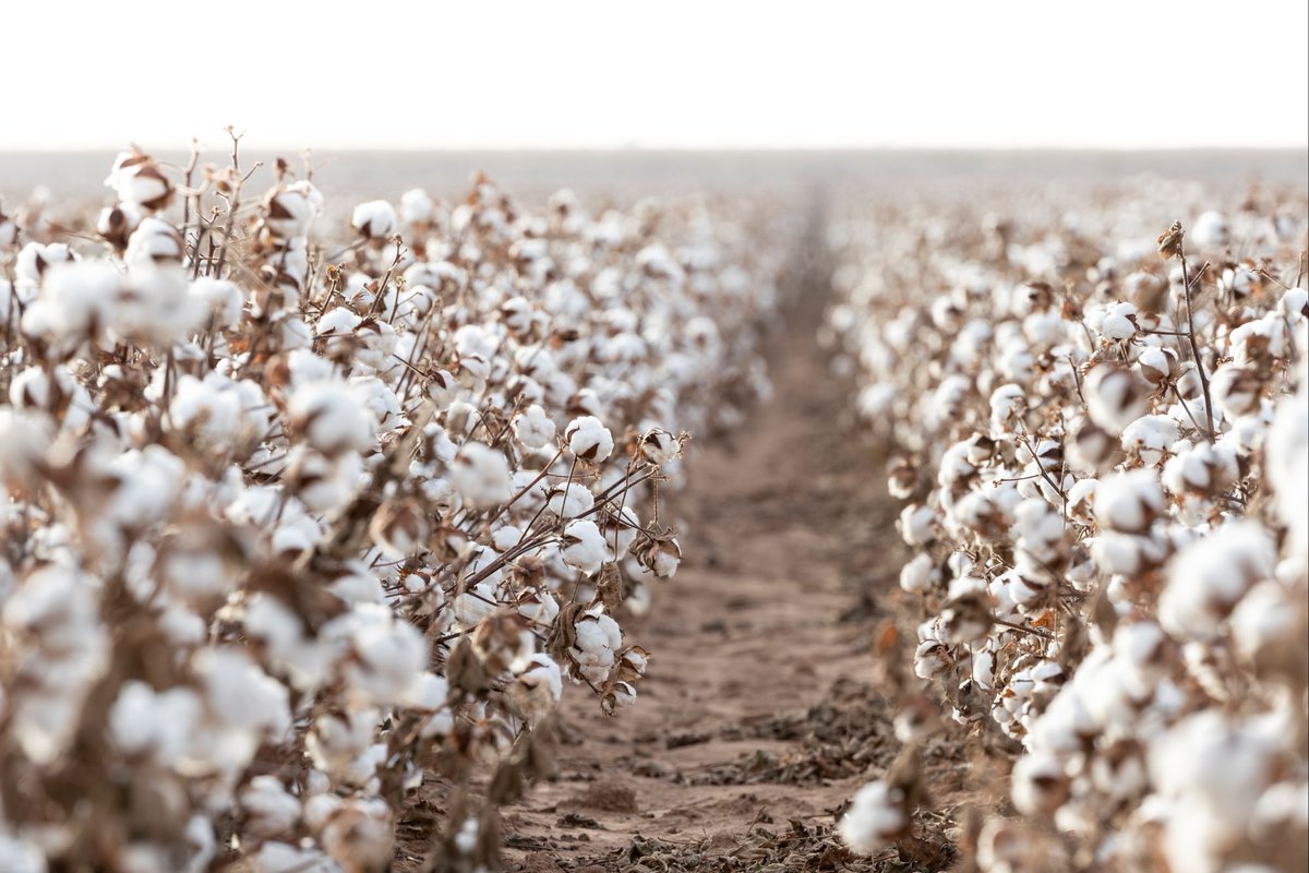 Seed Today (@seedtoday) on Twitter photo .<a href="/BASFAgProducts/">BASF AgSolutions US</a> is expanding its FiberMax® and Stoneville® cotton seed portfolio with the addition of 6 new varieties for the 2025 growing season. With these new additions, the FiberMax and Stoneville cotton seed portfolio features a total of 13 varieties shorturl.at/l4LnR .<a href="/BASFAgProducts/">BASF AgSolutions US</a> is expanding its FiberMax® and Stoneville® cotton seed portfolio with the addition of 6 new varieties for the 2025 growing season. With these new additions, the FiberMax and Stoneville cotton seed portfolio features a total of 13 varieties shorturl.at/l4LnR