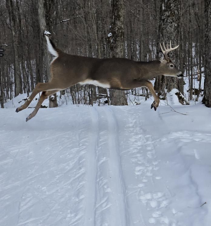 NCC_GatPark's tweet photo. If he can avoid walking on ski tracks, so can we. https://t.co/5VLDwpCfto