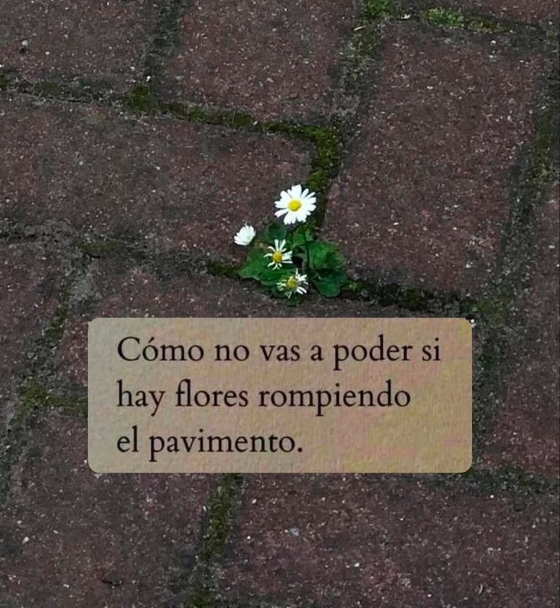 FraseSimple's tweet photo. https://t.co/1kwbjD3eZG