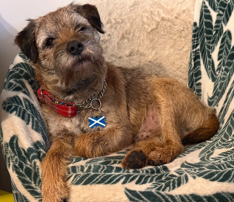 Then and now! Pals mum found a puppy picture of me Bonding! This is how long I been on the Bond 😎 look how white it is 🫣😂 #BTPosse